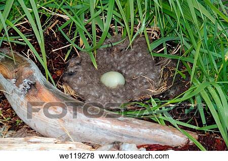 Nest with eggs of the Common Eider Somateria mollissima, Kola Peninsula, Barents Sea, RussiaNest with eggs of the Common Eider Somateria mollissima, Kola Peninsula, Barents Sea, Russia View Large Photo Image Stock Photo - Nest with eggs of the Common Eider Somateria mollissima, Kola Peninsula, Barents Sea, RussiaNest with eggs of the Common Eider Somateria mollissima, Kola Peninsula, Barents Sea, Russia. Fotosearch