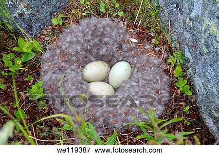 Stock Photo - Nest with eggs of the Common Eider Somateria mollissima, Kola Peninsula, Barents Sea, RussiaNest with eggs of the Common Eider Somateria mollissima, Kola Peninsula, Barents Sea, Russia. Fotosearch