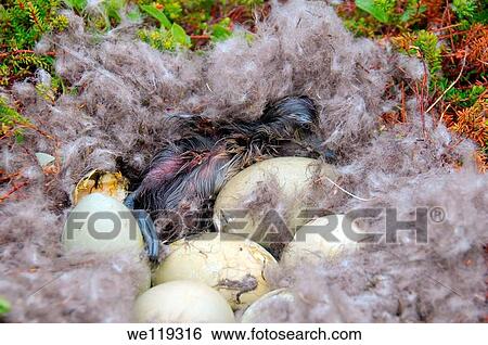 Nest with eggs of the Common Eider Somateria mollissima, Kola Peninsula, Barents Sea, RussiaNest with eggs of the Common Eider Somateria mollissima, Kola Peninsula, Barents Sea, Russia View Large Photo Image Stock Photograph - Nest with eggs of the Common Eider Somateria mollissima, Kola Peninsula, Barents Sea, RussiaNest with eggs of the Common Eider Somateria mollissima, Kola Peninsula, Barents Sea, Russia. Fotosearch