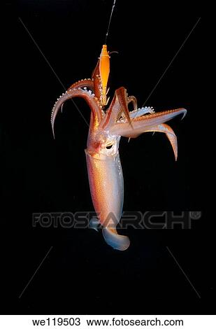 night fishing on a squid, Japanese common squid or Japanese flying squid Todarodes pacificus Japan sea, Far East, Primorsky Krai, Russian Federation View Large Photo Image Stock Image - night fishing on a squid, Japanese common squid or Japanese flying squid Todarodes pacificus Japan sea, Far East, Primorsky Krai, Russian Federation. Fotosearch