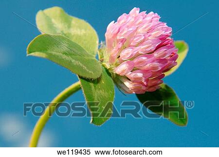 Purple-globe Clover, owl head clover Trifolium alpestre Lake Baikal, Siberia, Russian Federation View Large Photo Image Stock Photography - Purple-globe Clover, owl head clover Trifolium alpestre Lake Baikal, Siberia, Russian Federation. Fotosearch