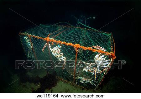 Red King Crab Paralithodes camtschaticus, Arctic, Russia, Barents sea View Large Photo Image Picture - Red King Crab Paralithodes camtschaticus, Arctic, Russia, Barents sea. Fotosearch