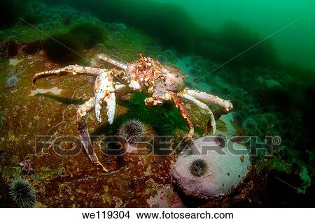 Red King Crab Paralithodes camtschaticus, Arctic, Russia, Barents sea View Large Photo Image Picture - Red King Crab Paralithodes camtschaticus, Arctic, Russia, Barents sea. Fotosearch