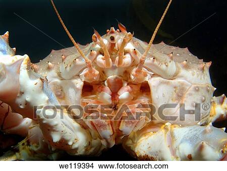 Red King Crab Paralithodes camtschaticus, Arctic, Russia, Barents sea View Large Photo Image Picture - Red King Crab Paralithodes camtschaticus, Arctic, Russia, Barents sea. Fotosearch