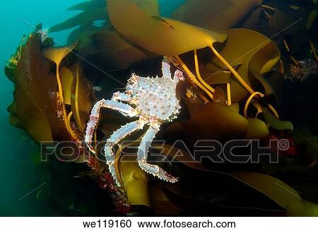 Red King Crab Paralithodes camtschaticus, Arctic, Russia, Barents sea View Large Photo Image Stock Image - Red King Crab Paralithodes camtschaticus, Arctic, Russia, Barents sea. Fotosearch