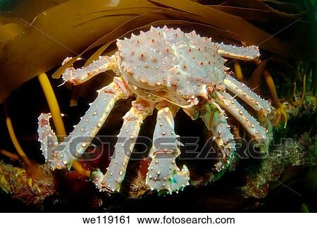 Stock Image - Red King Crab Paralithodes camtschaticus, Arctic, Russia, Barents sea. Fotosearch