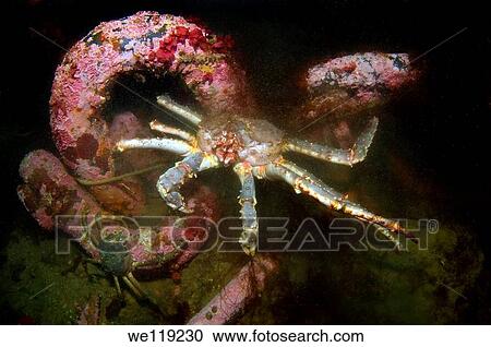 Stock Image - Red King Crab Paralithodes camtschaticus, Arctic, Russia, Barents sea. Fotosearch