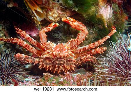 Stock Image - Red King Crab Paralithodes camtschaticus, Arctic, Russia, Barents sea. Fotosearch