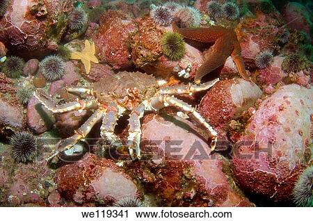 Red King Crab Paralithodes camtschaticus, Arctic, Russia, Barents sea View Large Photo Image Stock Image - Red King Crab Paralithodes camtschaticus, Arctic, Russia, Barents sea. Fotosearch