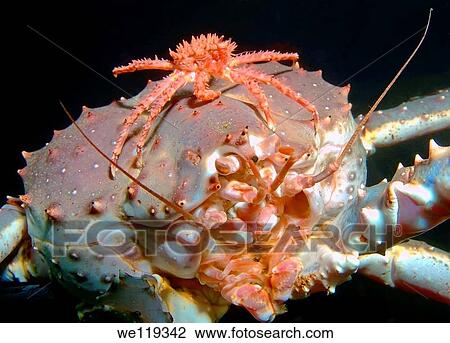 Red King Crab Paralithodes camtschaticus, Arctic, Russia, Barents sea View Large Photo Image Stock Image - Red King Crab Paralithodes camtschaticus, Arctic, Russia, Barents sea. Fotosearch