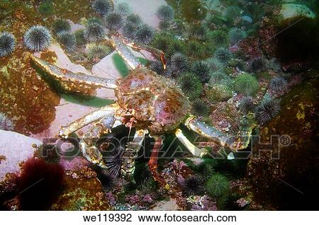 Red King Crab Paralithodes camtschaticus, Arctic, Russia, Barents sea View Large Photo Image Stock Image - Red King Crab Paralithodes camtschaticus, Arctic, Russia, Barents sea. Fotosearch