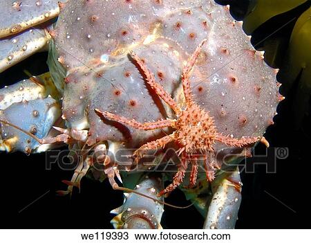 Stock Image - Red King Crab Paralithodes camtschaticus, Arctic, Russia, Barents sea. Fotosearch