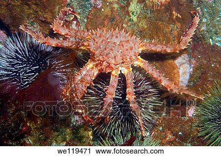 Red King Crab Paralithodes camtschaticus, Arctic, Russia, Barents sea View Large Photo Image Stock Image - Red King Crab Paralithodes camtschaticus, Arctic, Russia, Barents sea. Fotosearch