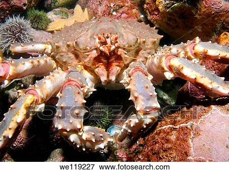 Red King Crab Paralithodes camtschaticus, Arctic, Russia, Barents sea View Large Photo Image Stock Photo - Red King Crab Paralithodes camtschaticus, Arctic, Russia, Barents sea. Fotosearch