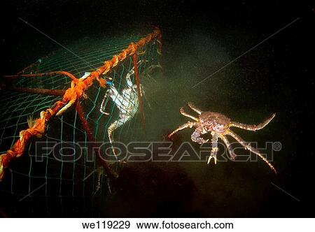 Red King Crab Paralithodes camtschaticus, Arctic, Russia, Barents sea View Large Photo Image Stock Photo - Red King Crab Paralithodes camtschaticus, Arctic, Russia, Barents sea. Fotosearch
