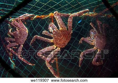 Red King Crab Paralithodes camtschaticus, Arctic, Russia, Barents sea View Large Photo Image Stock Photo - Red King Crab Paralithodes camtschaticus, Arctic, Russia, Barents sea. Fotosearch