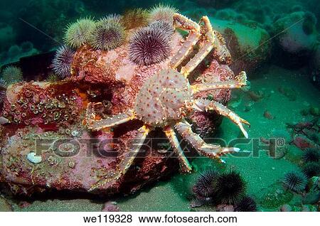 Red King Crab Paralithodes camtschaticus, Arctic, Russia, Barents sea View Large Photo Image Stock Photo - Red King Crab Paralithodes camtschaticus, Arctic, Russia, Barents sea. Fotosearch