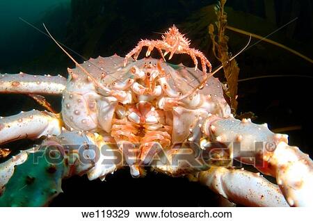 Red King Crab Paralithodes camtschaticus, Arctic, Russia, Barents sea View Large Photo Image Stock Photo - Red King Crab Paralithodes camtschaticus, Arctic, Russia, Barents sea. Fotosearch