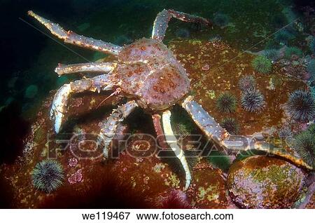 Stock Photo - Red King Crab Paralithodes camtschaticus, Arctic, Russia, Barents sea. Fotosearch