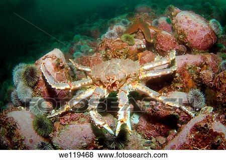 Red King Crab Paralithodes camtschaticus, Arctic, Russia, Barents sea View Large Photo Image Stock Photo - Red King Crab Paralithodes camtschaticus, Arctic, Russia, Barents sea. Fotosearch