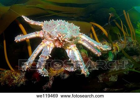 Red King Crab Paralithodes camtschaticus, Arctic, Russia, Barents sea View Large Photo Image Stock Photo - Red King Crab Paralithodes camtschaticus, Arctic, Russia, Barents sea. Fotosearch