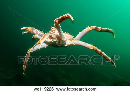 Stock Photograph - Red King Crab Paralithodes camtschaticus, Arctic, Russia, Barents sea. Fotosearch