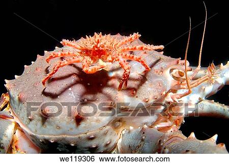 Stock Photograph - Red King Crab Paralithodes camtschaticus, Arctic, Russia, Barents sea. Fotosearch
