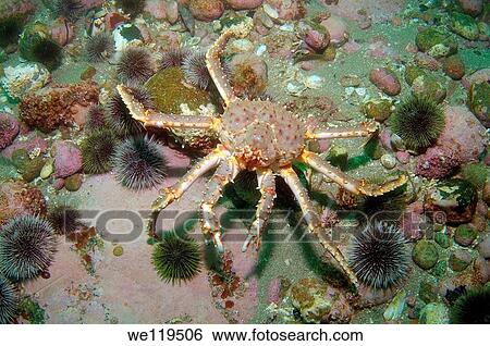 Stock Photograph - Red King Crab Paralithodes camtschaticus, Arctic, Russia, Barents sea. Fotosearch