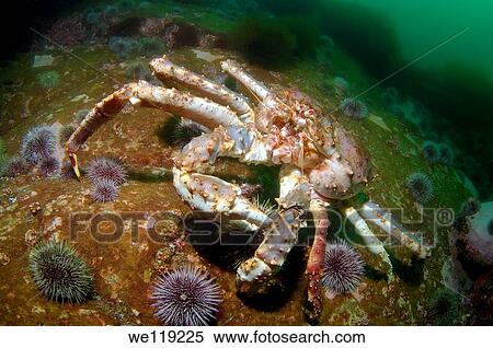 Red King Crab Paralithodes camtschaticus, Arctic, Russia, Barents sea View Large Photo Image Stock Photography - Red King Crab Paralithodes camtschaticus, Arctic, Russia, Barents sea. Fotosearch