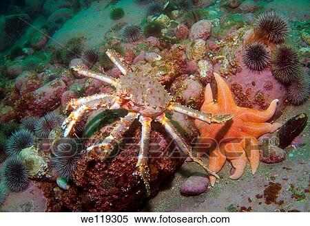 Red King Crab Paralithodes camtschaticus, Arctic, Russia, Barents sea View Large Photo Image Stock Photography - Red King Crab Paralithodes camtschaticus, Arctic, Russia, Barents sea. Fotosearch