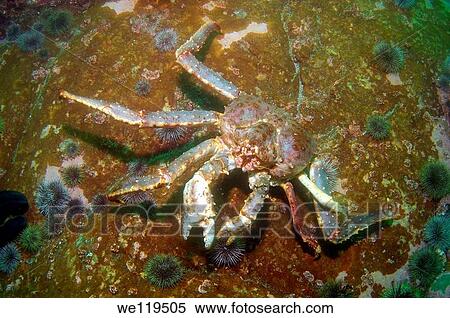 Red King Crab Paralithodes camtschaticus, Arctic, Russia, Barents sea View Large Photo Image Stock Photography - Red King Crab Paralithodes camtschaticus, Arctic, Russia, Barents sea. Fotosearch