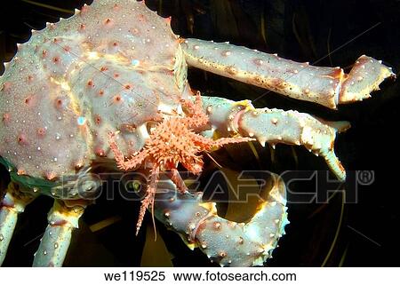 Red King Crab Paralithodes camtschaticus, Arctic, Russia, Barents sea View Large Photo Image Stock Photography - Red King Crab Paralithodes camtschaticus, Arctic, Russia, Barents sea. Fotosearch