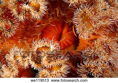 Red senile anemone, plumose anemone or frilled anemone metridium senile Japan sea, Far East, Primorsky Krai, Russian Federation View Large Photo Image Stock Image - Red senile anemone, plumose anemone or frilled anemone metridium senile Japan sea, Far East, Primorsky Krai, Russian Federation. Fotosearch