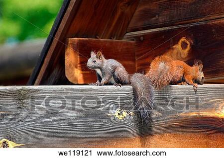 Red squirrel, Eurasian red squirrel Sciurus vulgaris Lake Baikal, Siberia, Russian Federation View Large Photo Image Stock Image - Red squirrel, Eurasian red squirrel Sciurus vulgaris Lake Baikal, Siberia, Russian Federation. Fotosearch