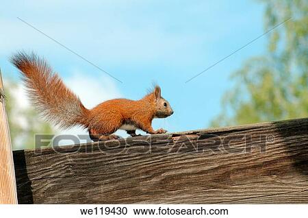 Red squirrel, Eurasian red squirrel Sciurus vulgaris Lake Baikal, Siberia, Russian Federation View Large Photo Image Stock Image - Red squirrel, Eurasian red squirrel Sciurus vulgaris Lake Baikal, Siberia, Russian Federation. Fotosearch