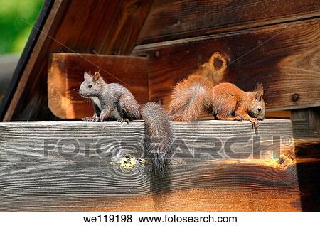 Stock Photo - Red squirrel, Eurasian red squirrel Sciurus vulgaris Lake Baikal, Siberia, Russian Federation. Fotosearch