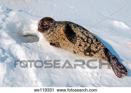 ringed seal Pusa hispida Arctic, Russia, Russian north, Kareliya, White sea View Large Photo Image Stock Image - ringed seal Pusa hispida Arctic, Russia, Russian north, Kareliya, White sea. Fotosearch