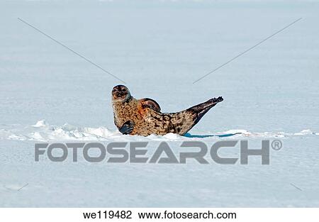 ringed seal Pusa hispida Arctic, Russia, Russian north, Kareliya, White sea View Large Photo Image Stock Image - ringed seal Pusa hispida Arctic, Russia, Russian north, Kareliya, White sea. Fotosearch