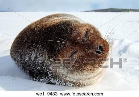 ringed seal Pusa hispida Arctic, Russia, Russian north, Kareliya, White sea View Large Photo Image Stock Image - ringed seal Pusa hispida Arctic, Russia, Russian north, Kareliya, White sea. Fotosearch
