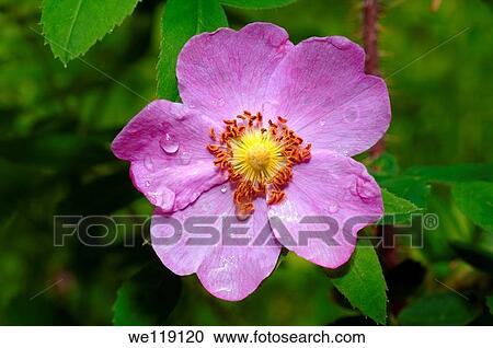 Rose hip, rose haw Rosa Lake Baikal, Siberia, Russian Federation View Large Photo Image Stock Image - Rose hip, rose haw Rosa Lake Baikal, Siberia, Russian Federation. Fotosearch