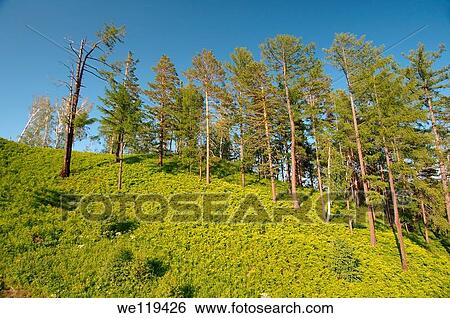 Russian landscape Siberia, Russian Federation View Large Photo Image Stock Photograph - Russian landscape Siberia, Russian Federation. Fotosearch
