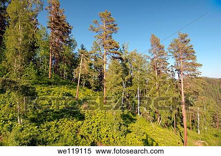 Russian landscape Siberia, Russian Federation View Large Photo Image Stock Photography - Russian landscape Siberia, Russian Federation. Fotosearch