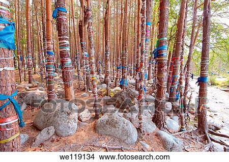 sacred grove, Arshan, Tunkinsky District, Republic of Buryatia, Siberia, Russian Federation View Large Photo Image Picture - sacred grove, Arshan, Tunkinsky District, Republic of Buryatia, Siberia, Russian Federation. Fotosearch