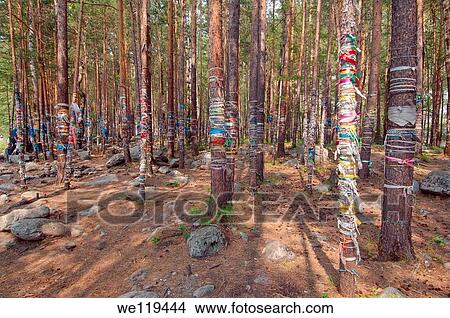 sacred grove, Arshan, Tunkinsky District, Republic of Buryatia, Siberia, Russian Federation View Large Photo Image Picture - sacred grove, Arshan, Tunkinsky District, Republic of Buryatia, Siberia, Russian Federation. Fotosearch