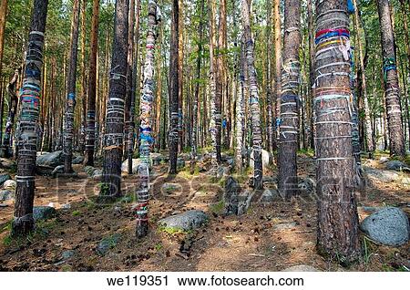 sacred grove, Arshan, Tunkinsky District, Republic of Buryatia, Siberia, Russian Federation View Large Photo Image Stock Image - sacred grove, Arshan, Tunkinsky District, Republic of Buryatia, Siberia, Russian Federation. Fotosearch