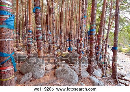 sacred grove, Arshan, Tunkinsky District, Republic of Buryatia, Siberia, Russian Federation View Large Photo Image Stock Photography - sacred grove, Arshan, Tunkinsky District, Republic of Buryatia, Siberia, Russian Federation. Fotosearch
