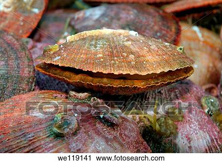 Scallops Pectinidae Barents Sea, Russia, Arctic View Large Photo Image Stock Image - Scallops Pectinidae Barents Sea, Russia, Arctic. Fotosearch
