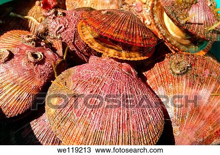 Scallops Pectinidae Barents Sea, Russia, Arctic View Large Photo Image Stock Image - Scallops Pectinidae Barents Sea, Russia, Arctic. Fotosearch