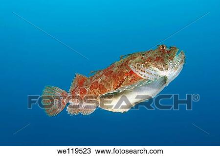Sea Raven Hemitripterus villosus Japan sea, Far East, Primorsky Krai, Russian Federation View Large Photo Image Stock Image - Sea Raven Hemitripterus villosus Japan sea, Far East, Primorsky Krai, Russian Federation. Fotosearch