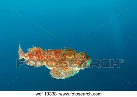 Sea Raven Hemitripterus villosus Japan sea, Far East, Primorsky Krai, Russian Federation View Large Photo Image Stock Photo - Sea Raven Hemitripterus villosus Japan sea, Far East, Primorsky Krai, Russian Federation. Fotosearch